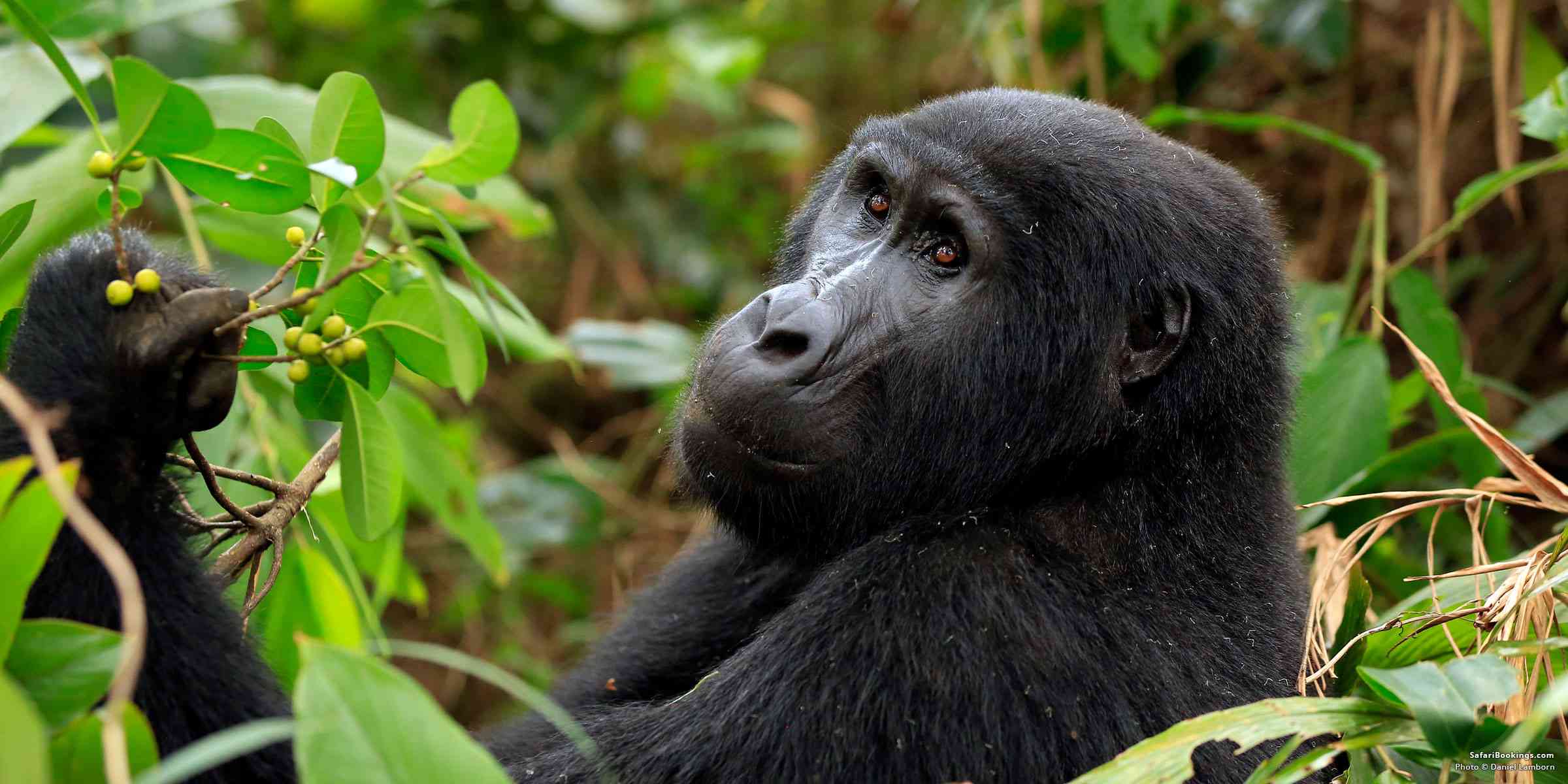 Gorilla Trekking